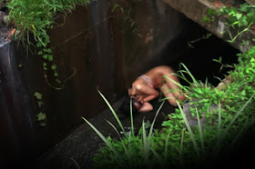 The woman as she was found in a drain near KDCA in Penampang yesterday.