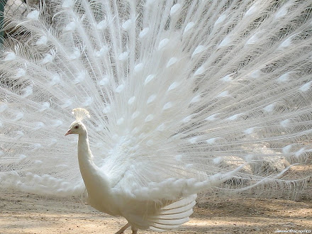 koleksi foto burung merak @ Digaleri.com