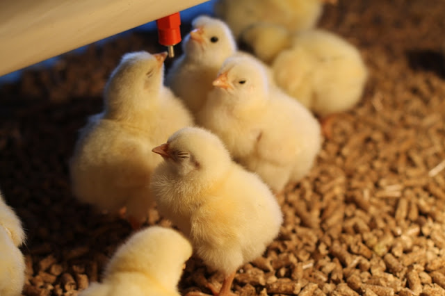 Jumbo Cornish Cross using poultry nipple waterer