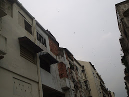 SWIFTLET'S HOUSE 4