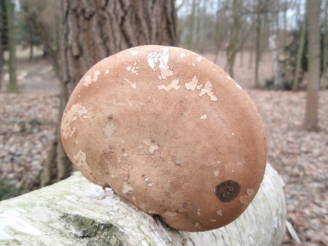 Piptoporus betulinus