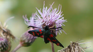 Zygaena (Zygaena) filipendulae DSC42717