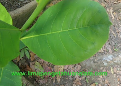 Gambar Daun Ketapang