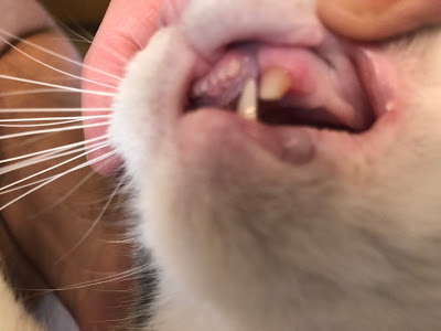 Close up of chipped cat canine tooth