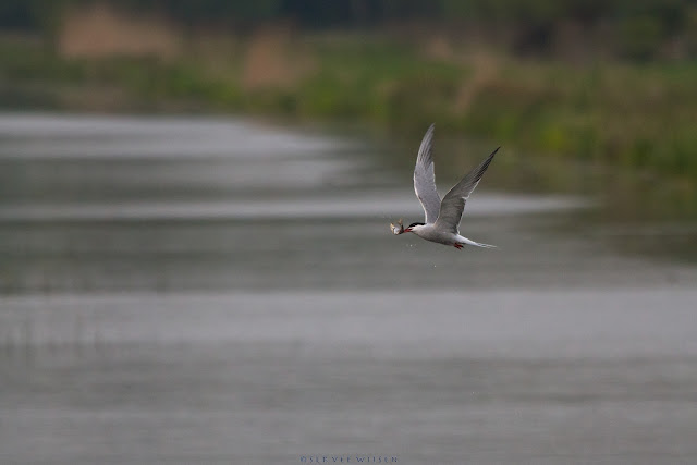 Visdief met visje - Common Tern with fish