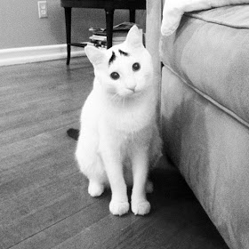 Sam the cat with eyebrows, funny cats, cat with eyebrows pictures, cat photos