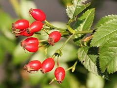 Khasiat Buah Hawthorn Untuk Kesihatan