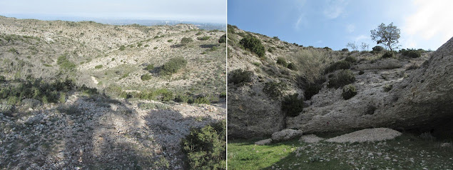 SERRA DEL MONTSANT LA MORERA DEL MONTSANT - GRAU DE LA GRALLERA - CLOT DEL CIRÉ - GRAU DE SALFORES - CARTOIXA D'ESCALADEI - LA MORERA DEL MONTSANT, Pi del Cugat en direcció al Clot del Ciré des de la Serra Major del Montsant