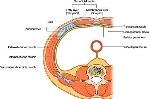 Layers of the Abdominal Wall