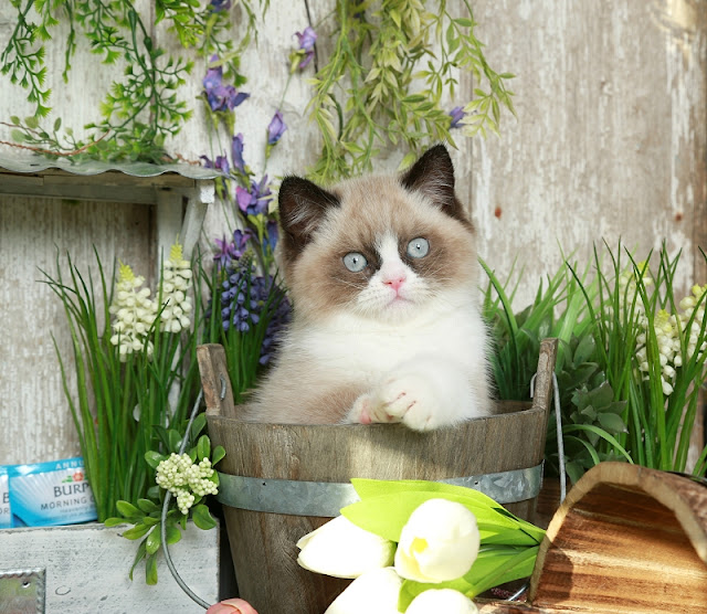 Persian Cat - gato persa