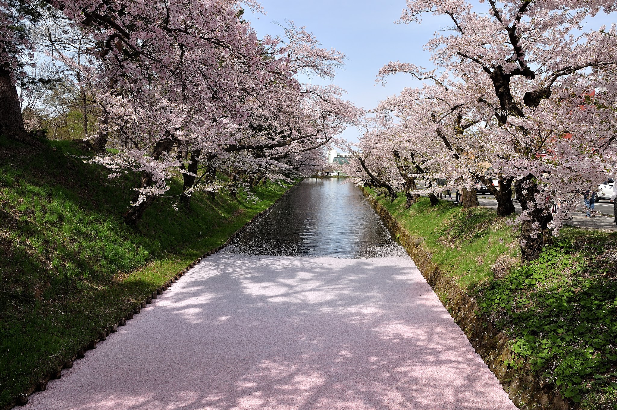 21日本櫻花 東北弘前公園櫻花花筏