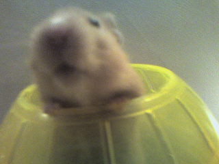 I have a hamster, his name is Deadles...