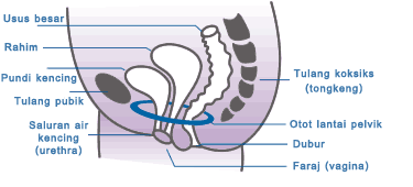Kedudukan pundi kencing dan rahim
