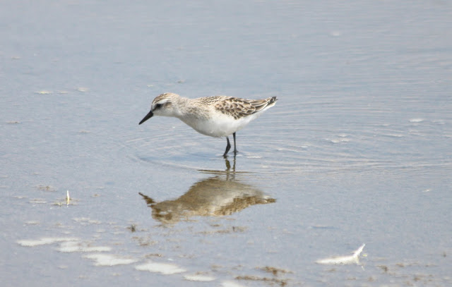 Florida Shore Birds Identification