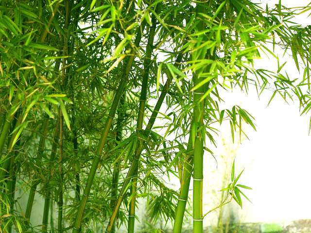 Bamboo Nature7