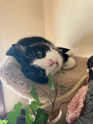 black and white cat on cat tree