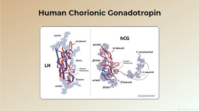 Human Chorionic Gonadotropin (HCG)