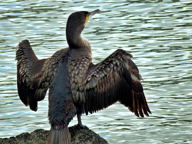 Drying his wings at Mevagissey, Cornwall