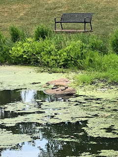 Picture of turtles on a rock