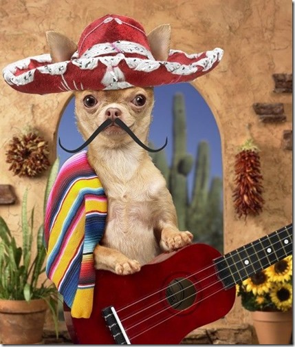 perros 5 mde mayo (3)