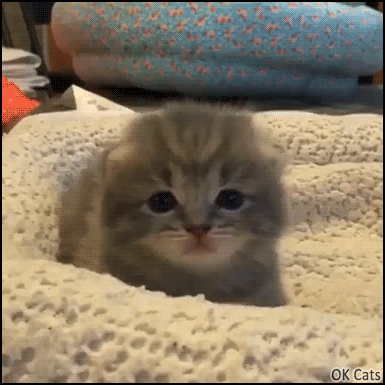 Cute Kitten GIF • Cutest little ball of fur. I am having a kitten Heart Attack of CUTENESS! [ok-cats.com]