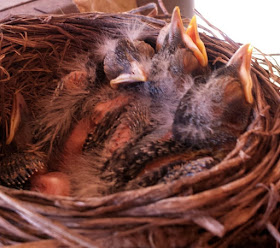 Robin nest, baby birds ~ the miracle of life :: All Pretty Things