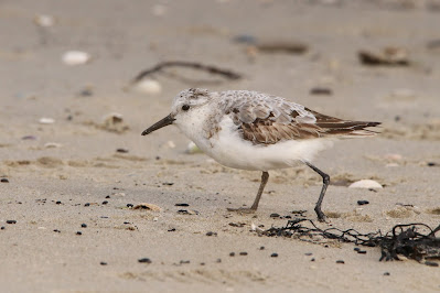 Sângril - Drieteenstrandloper - Calidris alba