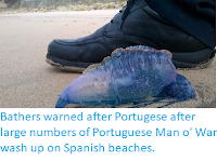 https://sciencythoughts.blogspot.com/2018/03/bathers-warned-after-portugese-after.html