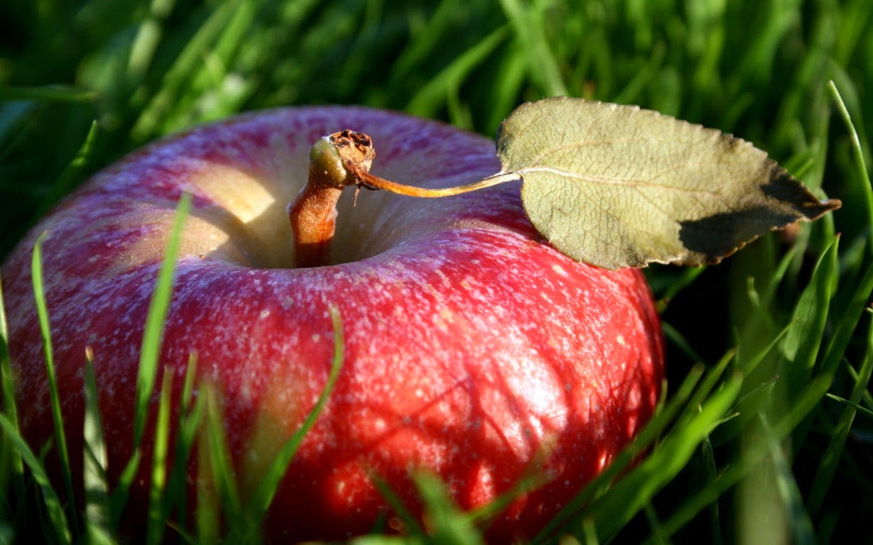 red apple wallpaper