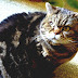 Tabby Cat - Cat Breed Tabby