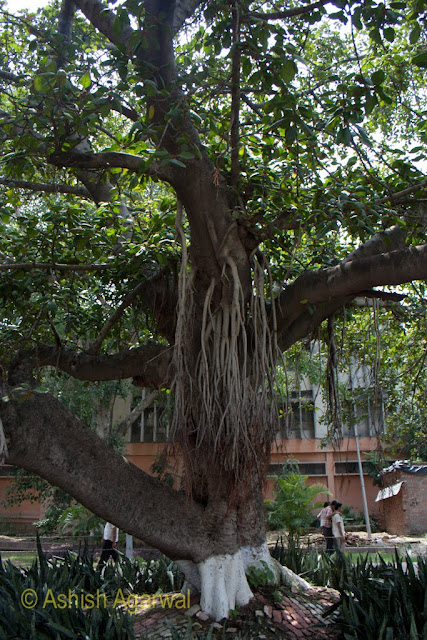 A tree with a number of hanging roots inside the Jallianwala Bagh memorial in Amritsar