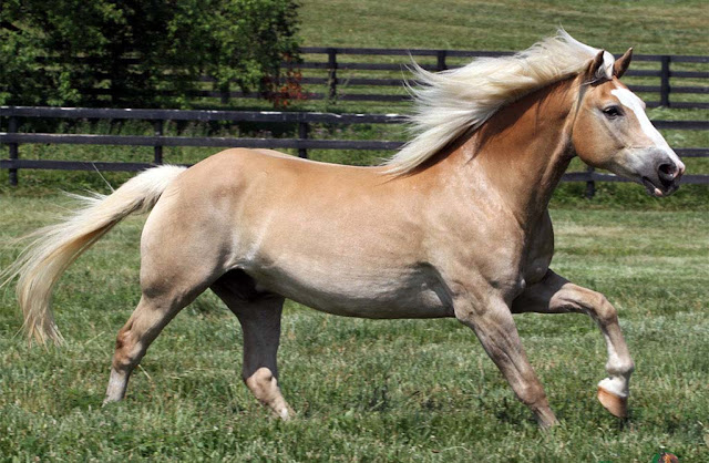 Top 10 Most Beautiful Horses in the World