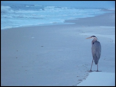 Monday at St. George Island Beach 036