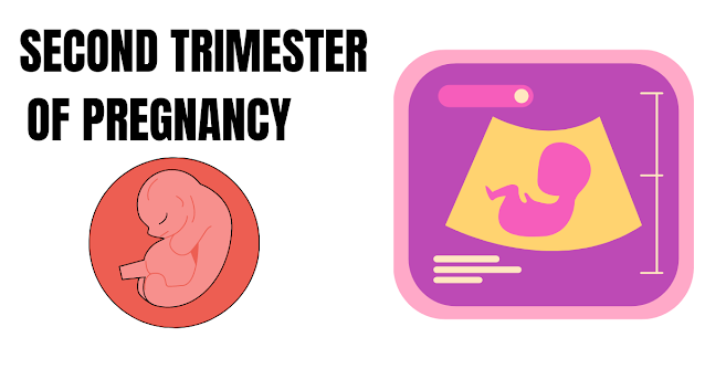 Second trimester pregnancy