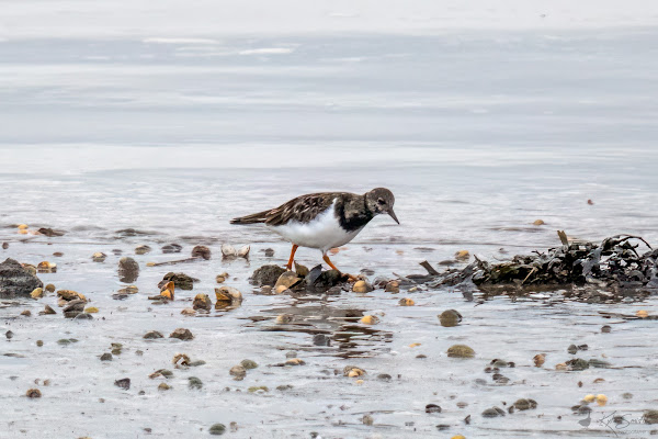 Turnstone