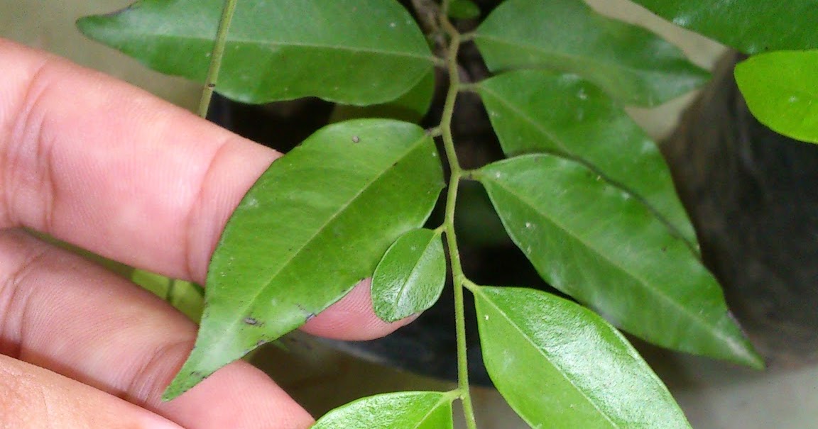 ZAMRUD TECHNOLOGY: Daun Pokok Kemuning Hitam