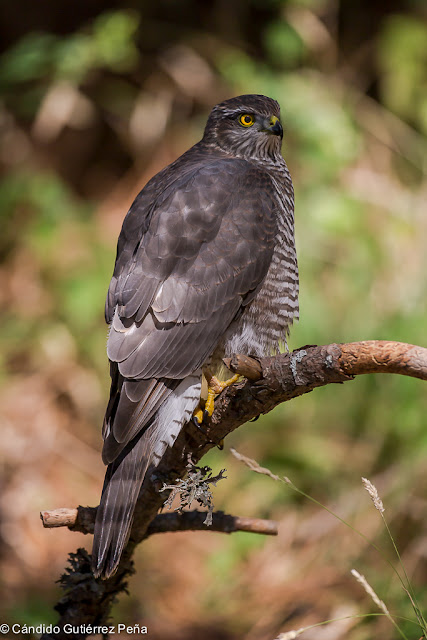 GAVILAN COMUN - Accipiter Nisus