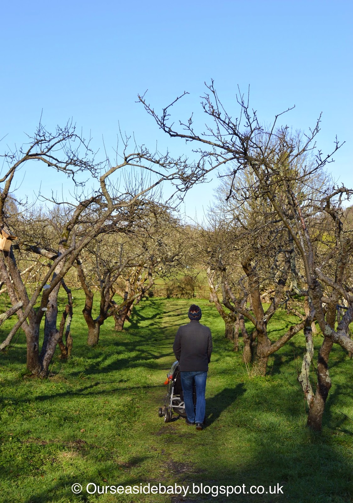 Silent Sunday: Apple Orchard 