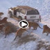 TIGERS FEED LIVE CHICKENS | ANIMALS ATTACK