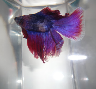 double tail betta splenden