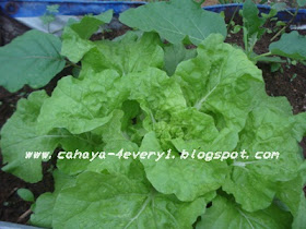 Menanam sayur di rumah / lahan sempit