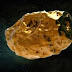 Asteroid 16 Psyche যে গ্রহাণু পৃথিবীর সবাইকে বিলিওনেয়ার বানিয়ে দিতে পারে  