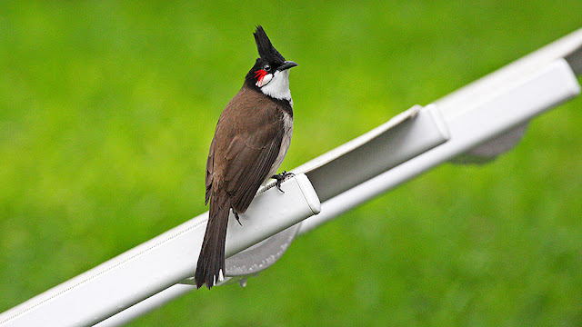  black isola mauritius isle isole maurizius bird birdwatching