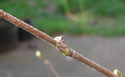 macro-jumping-spider-close-up