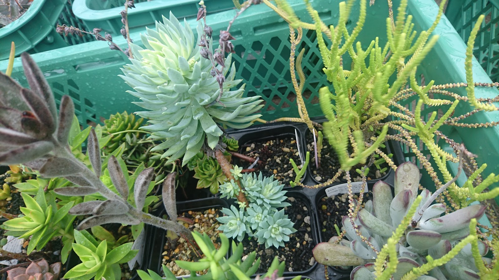 最高の多肉 植物 ファンファーレ 枯れる すべての美しい花の画像