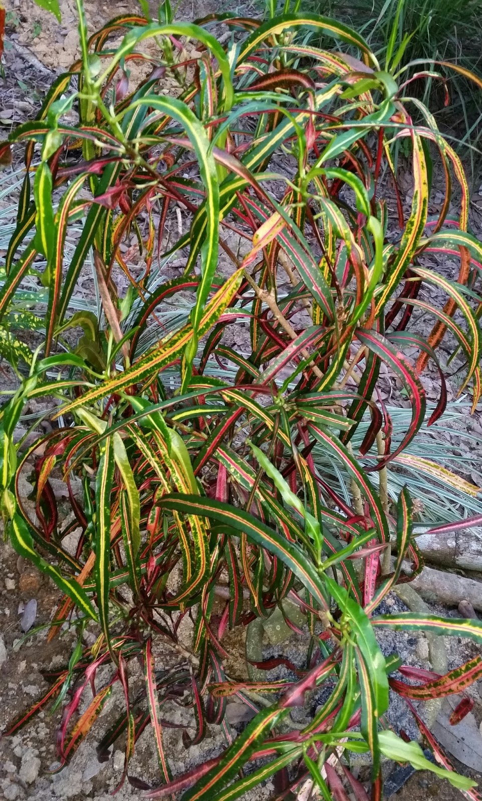 Warisan Petani Pokok Puding  