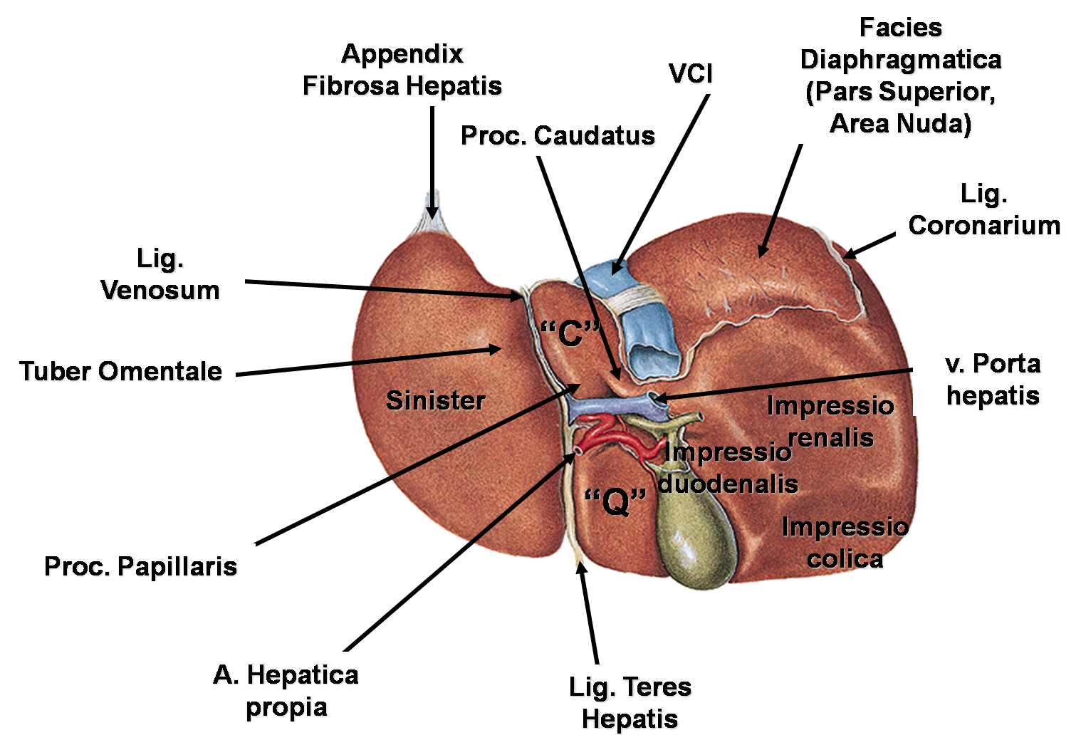 LAPORAN PENDAHULUAN HEPATITIS