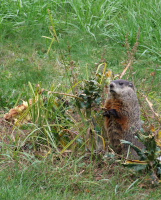 Ground Hog standing up