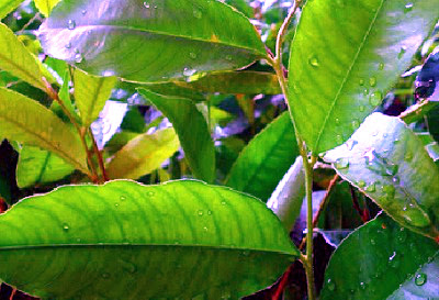 Benefits of Agarwood Leaves (Gaharu) For Health