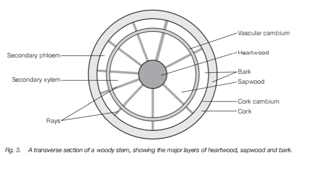 Secondary Growth In Stem
